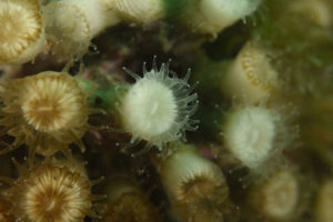 Cladocora caespitosa bleaching
