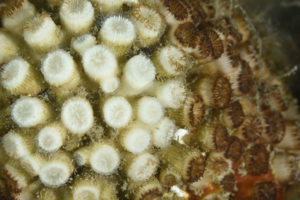 Cladocora caespitosa bleaching