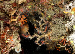 Corallium rubrum necrosis