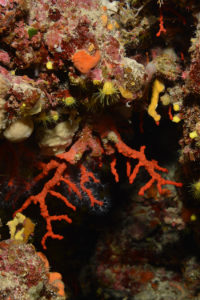 Corallium rubrum necrosis 1