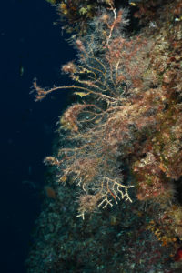 Eunicella cavolini necrosis