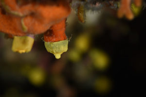 Leptopsammia pruvoti necrosis