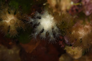 Madracis pharensis bleaching 1