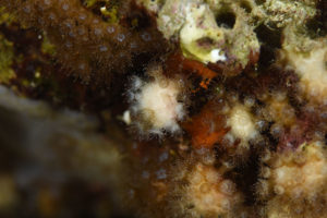 Madracis pharensis bleaching 2